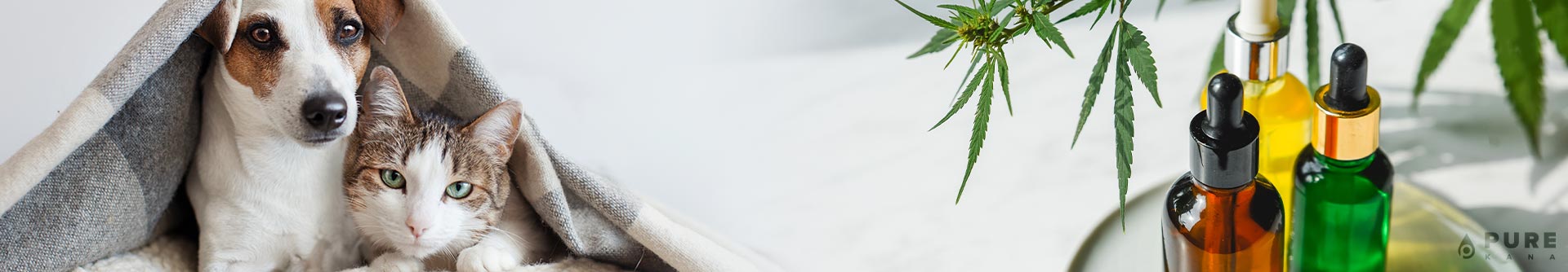 CBD for Pets: All You Need to Know