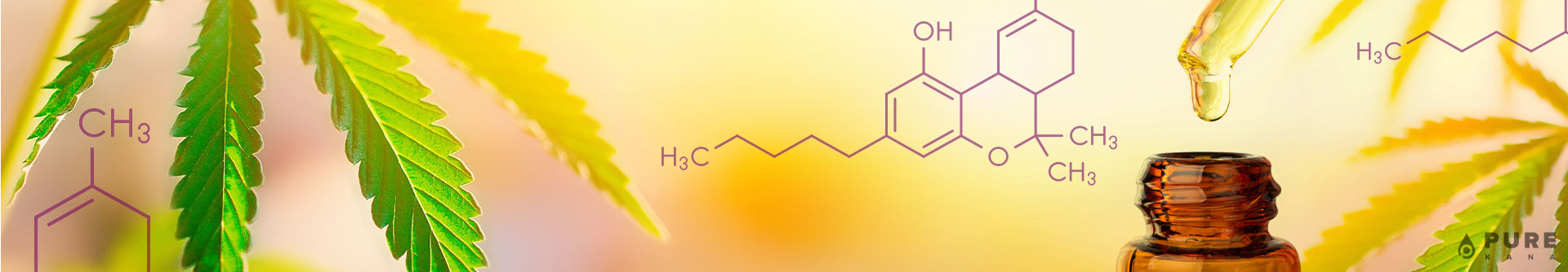 CBD Oil with THC: All You Need to Know