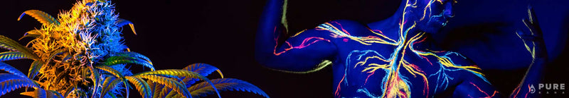 What is the Endocannabinoid System?