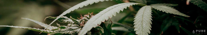 5 Myths About Hemp That Are Completely Wrong
