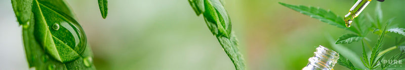 How to Avoid Fake or Poor-Quality CBD Hemp Oils