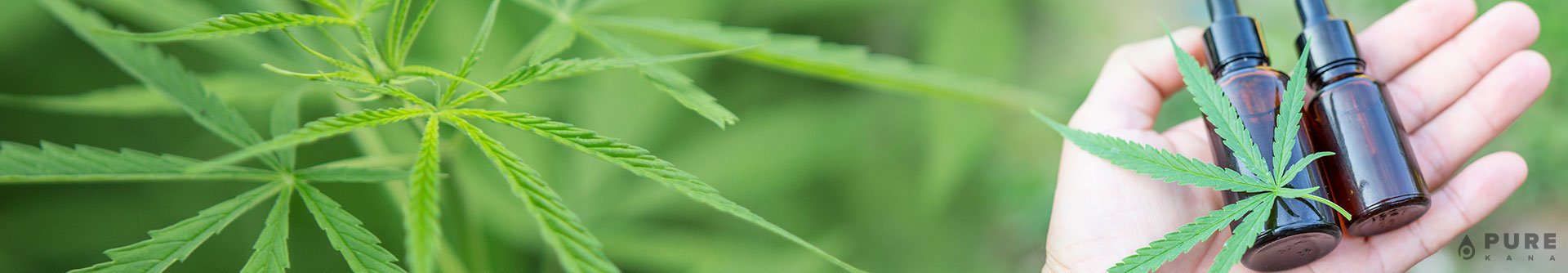 How to Take CBD [General Consumption Guide]