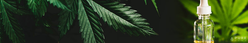 What Are OG Kush CBD Oil Terpenes?