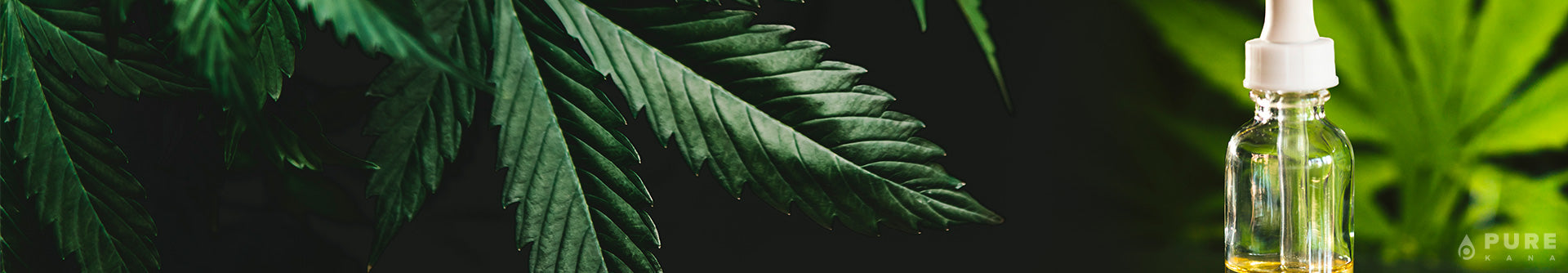 What Are OG Kush CBD Oil Terpenes?