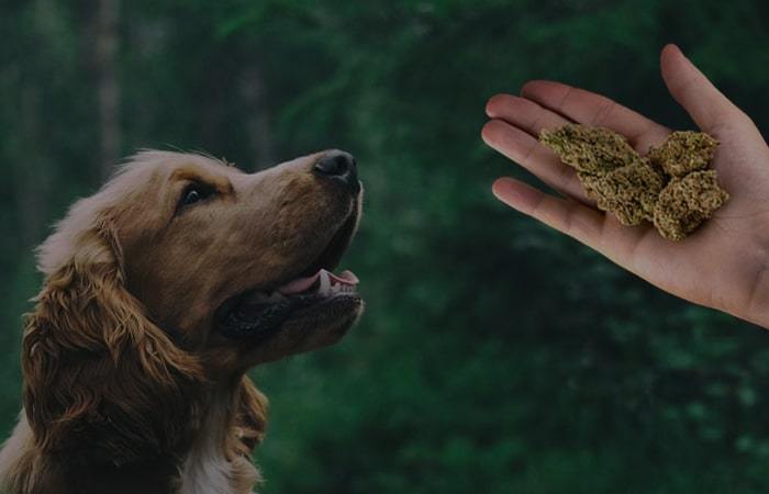CBD for Pets: All You Need to Know